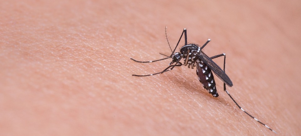 7 trucos naturales para repeler a los mosquitos